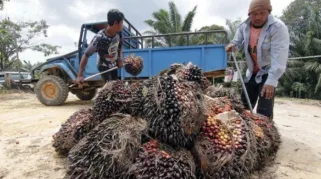 HARGA SAWIT - Petani sawit mengangkut hasil kebun mereka untuk dibawa ke lokasi loading. Harga sawit di Jambi periode 7-13 Maret 2025 turun jadi Rp 3.584,454 per kilogram.