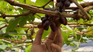 Agrowisata Anggur Bang Raden berada Jalan Pakuan Baru, Kecamatan Jambi Selatan, Kota Jambi