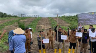 Sekda Muaro Jambi Budhi Hartono Mendampingi Kementan Tanam Padi Gogo di Lahan Sawit Rakyat, Solusi Tingkatkan Produktivitas Kelapa Sawit